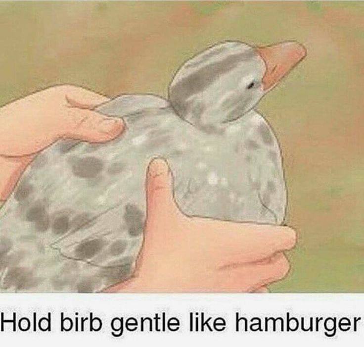 4 Hold birb gentle like hamburger