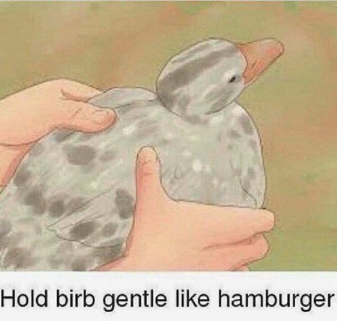 4 Hold birb gentle like hamburger