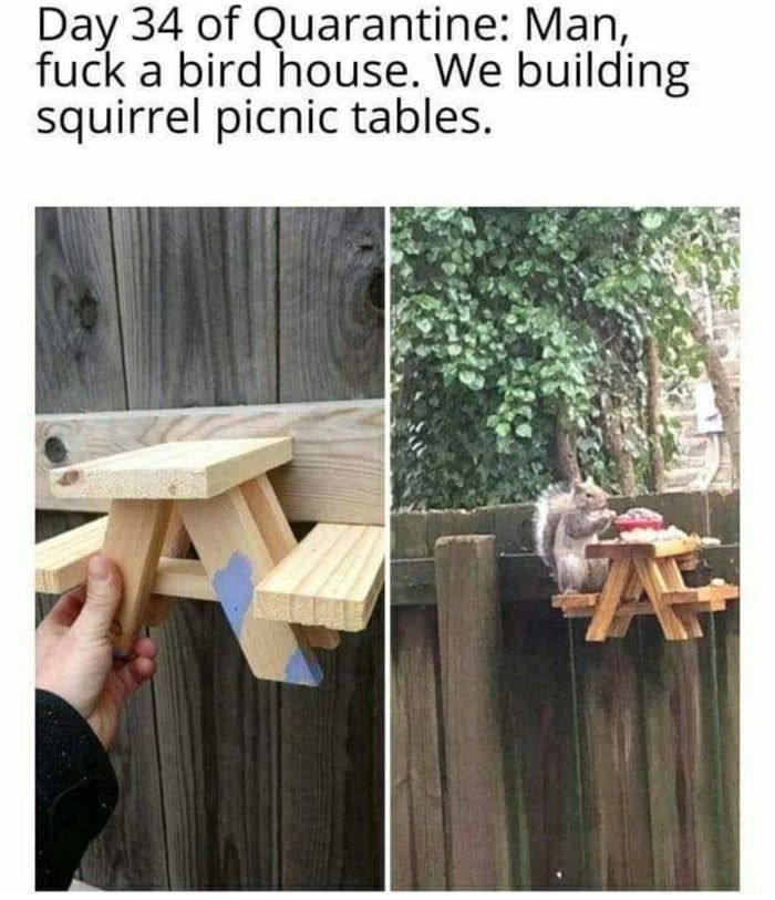 Day 34 of Quarantine: Man, fuck a bird house. We building Squirrel picnic tables.