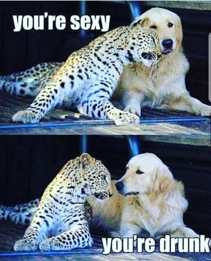 youre SEXY a, 7 foe И 4 aun youre drunk