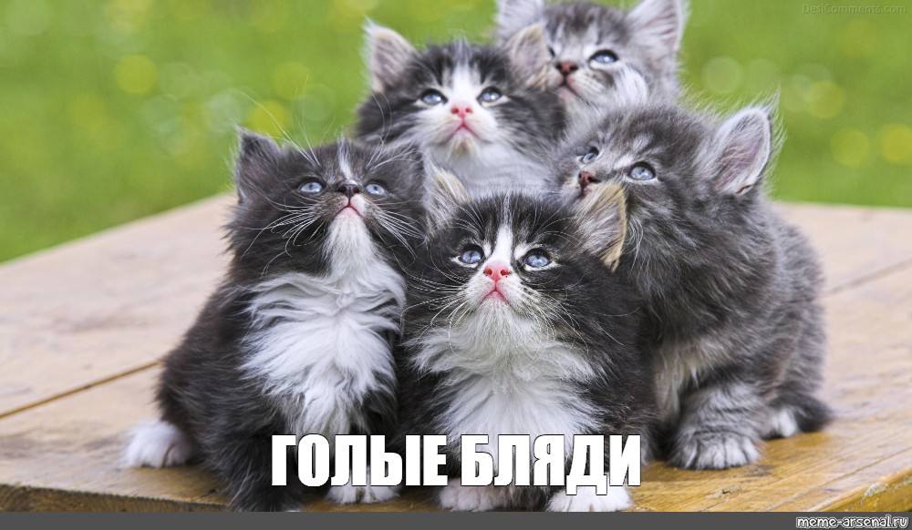 ГОЛЫЕ БЛЯДИ