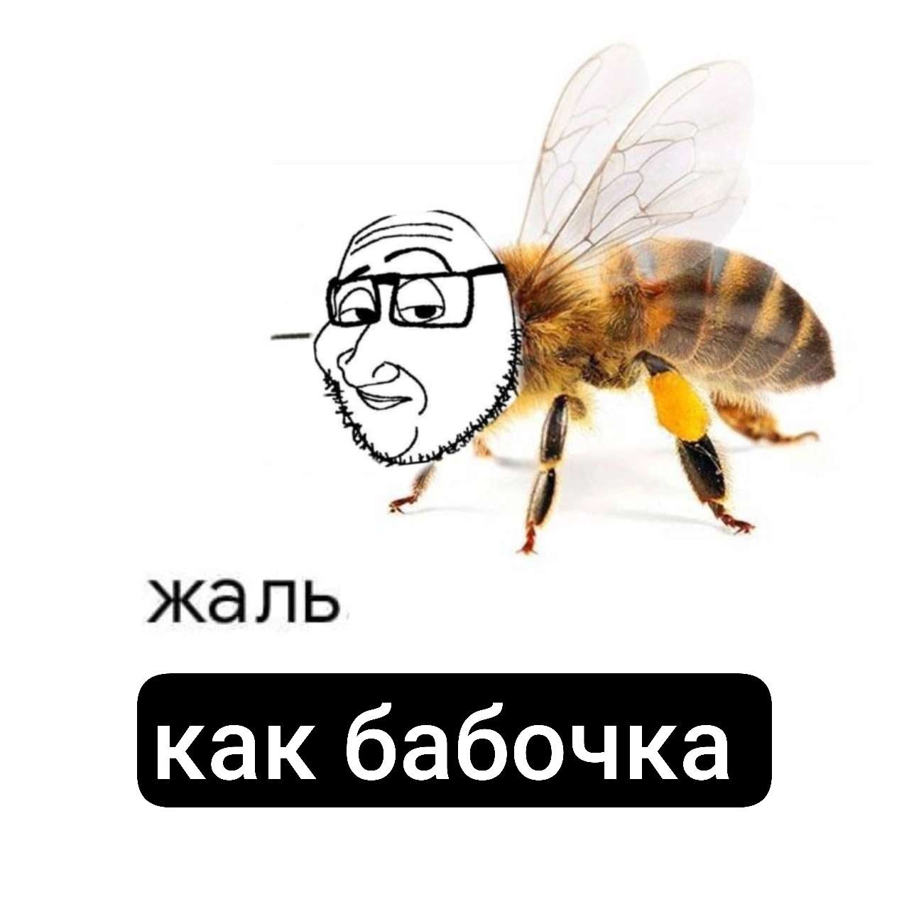 жаль как бабочка