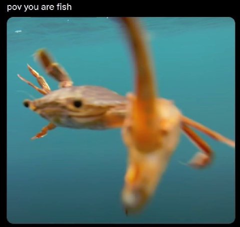 pov you are fish