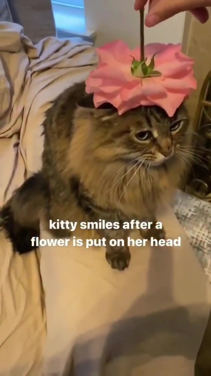 kitty smiles after г Wet