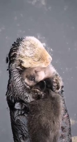 мем