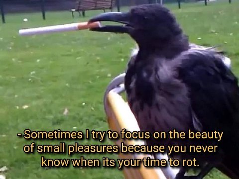 я Sometimes try to focus on the beauty of small pleasures because you never know when its rot.