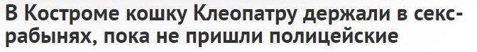 В Костроме кошку Клеопатру держали в секс- рабынях, пока не пришли полицейские
