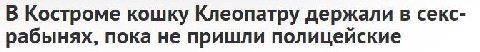 В Костроме кошку Клеопатру держали в секс- рабынях, пока не пришли полицейские