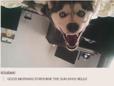 👤 Пельмешек
