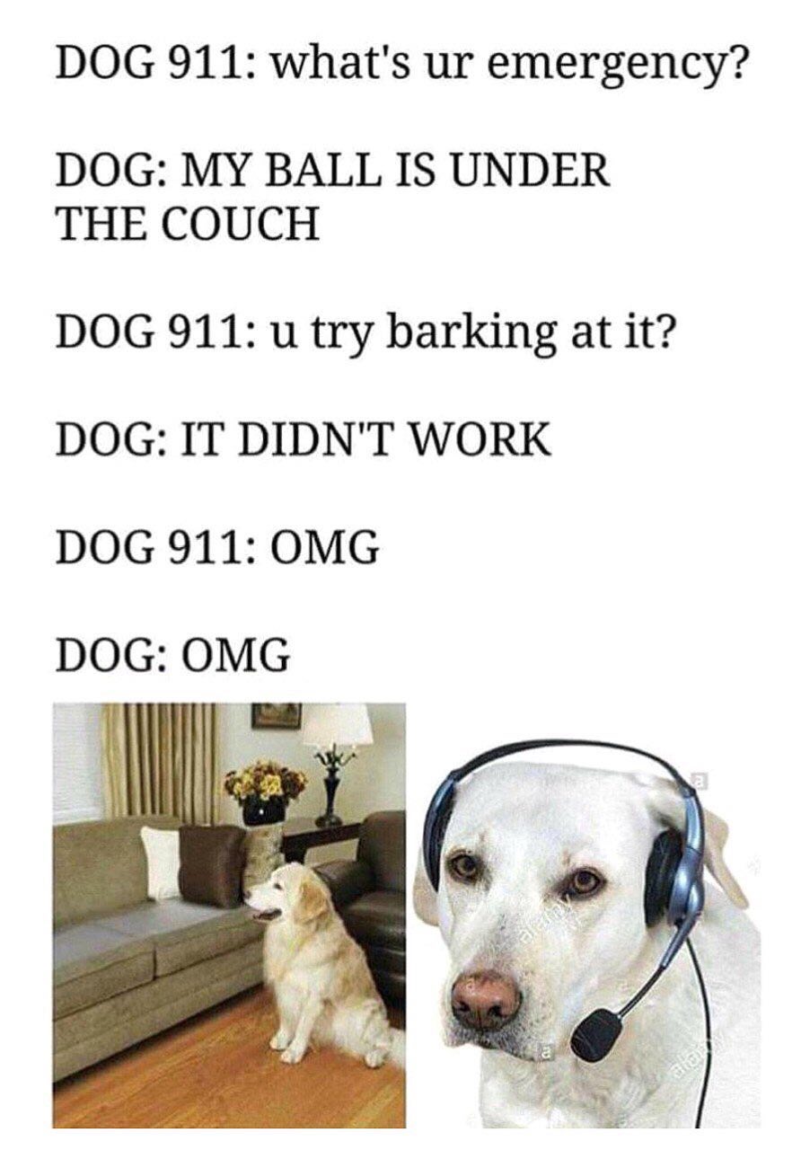 DOG 911: what's emergency? DOG: MY BALL IS UNDER THE COUCH DOG 911: try barking at it? DOG: IT DIDN'T WORK DOG 911: OMG