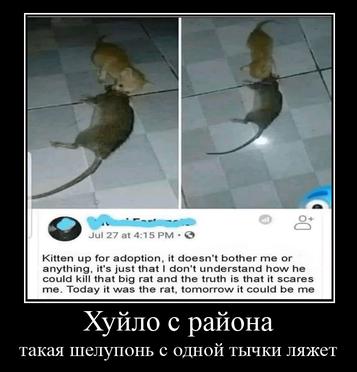 \а a Kitten up for adoption it doesn't bother me or anything, it's just that don't understand how he could kill that big rat and the truth is that it scares Today it was the rat, tomorrow it could be 