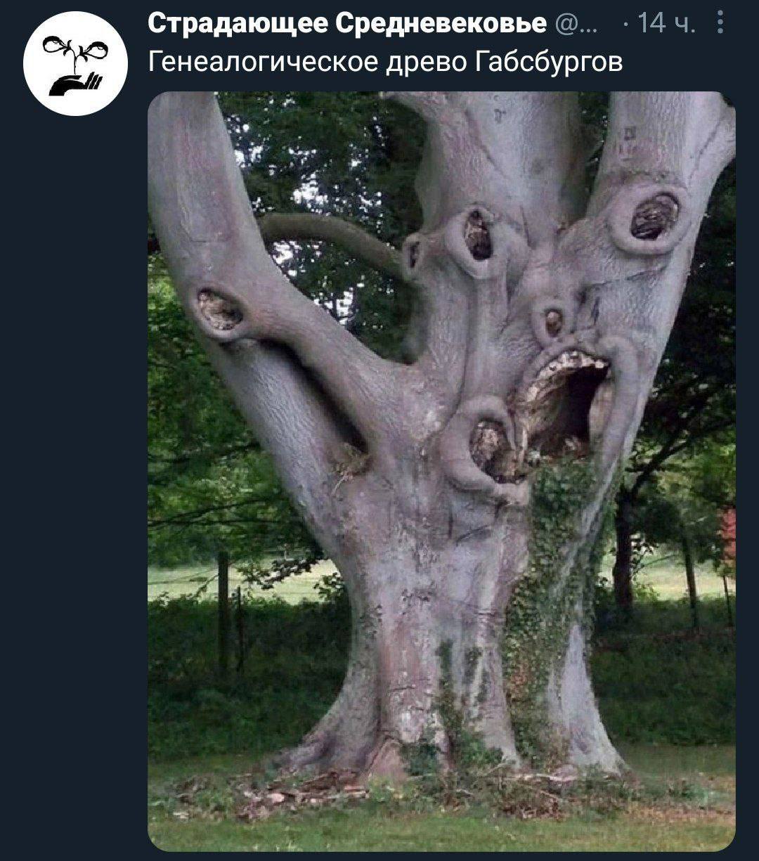 Страдающее Средневековье Генеалогическое древо Габсбургов