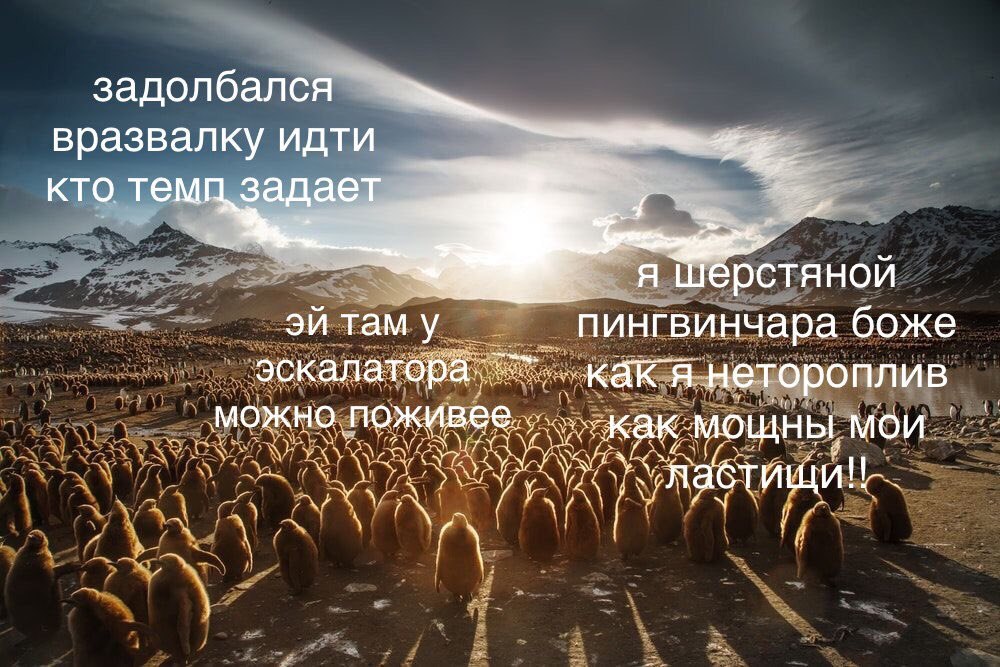 задолбался вразвалку идти кто TEMA задает я шерстяной там у пингвинчара боже A неторо ПЛИВ any мощны, мои i a