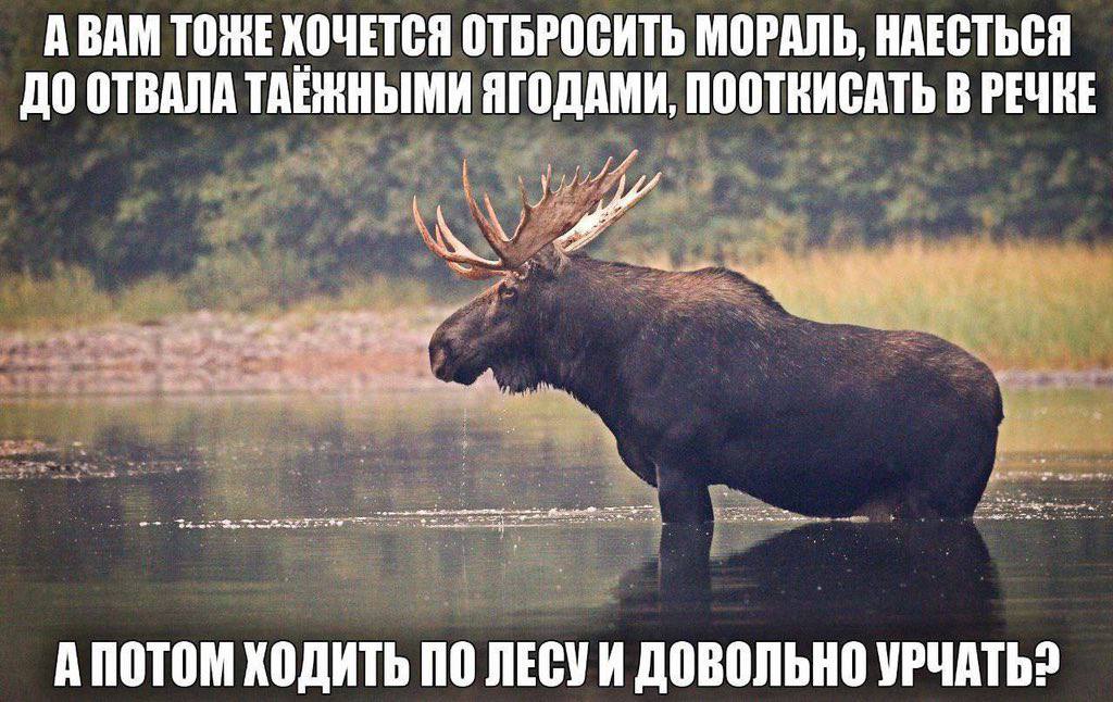 А ВАМ ТОЖЕ ХОЧЕТСЯ ОТБРОСИТЬ МОРАЛЬ, НАЕСТЬСЯ ДО ОТВАЛА ТАЕЖНЫМИ ЯГОДАМИ, ПООТВИСАТЬ В А ПОТОМ ХОДИТЬ ПО ЛЕСУИ ДОВОЛЬНО УРЧАТЬ?