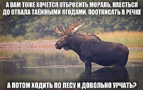 А ВАМ ТОЖЕ ХОЧЕТСЯ ОТБРОСИТЬ МОРАЛЬ, НАЕСТЬСЯ ДО ОТВАЛА ТАЕЖНЫМИ ЯГОДАМИ, ПООТВИСАТЬ В А ПОТОМ ХОДИТЬ ПО ЛЕСУИ ДОВОЛЬНО УРЧАТЬ?