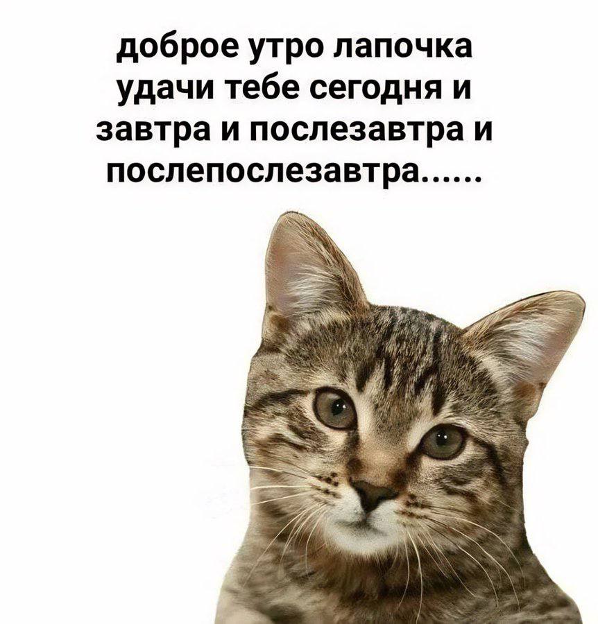 доброе утро лапочка удачи тебе сегодня и завтра и послезавтра и послепослезавтра......