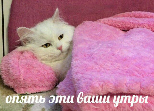 опять эти утры
