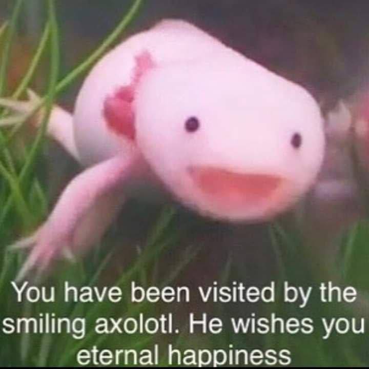 You have been visited the smiling axolotl. He wishes you eternal happiness