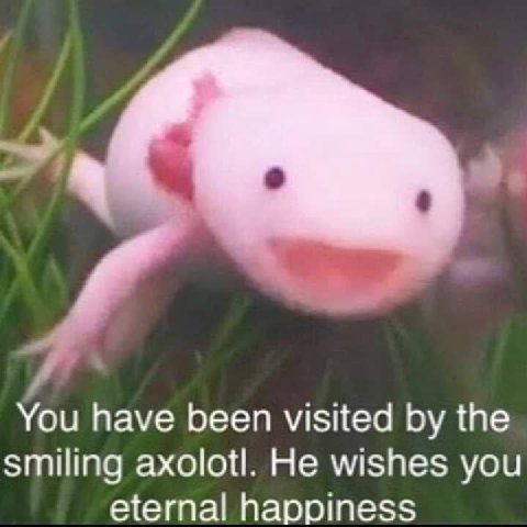 You have been visited the smiling axolotl. He wishes you eternal happiness