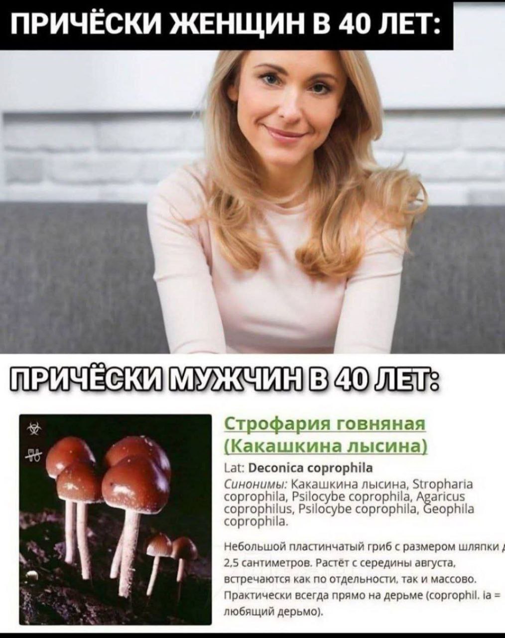 ПРИЧЁСКИ ЖЕНЩИН В 40 ЛЕТ: 4 7 Строфария говняная (Какашкина лысина) ‘4 4 Lat: Deconica coprophila Синонимы: Какашкина лысина, Stropharia coprophila, Psilocybe coprophila, coprophilus, Psilocybe coprop
