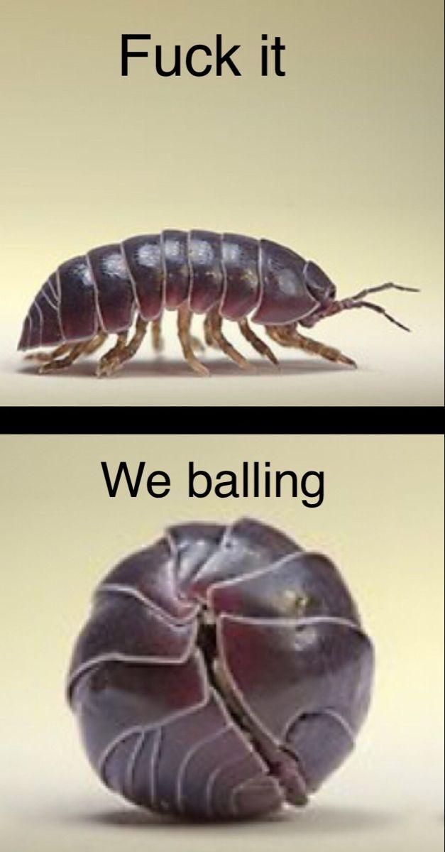 Fuck It We