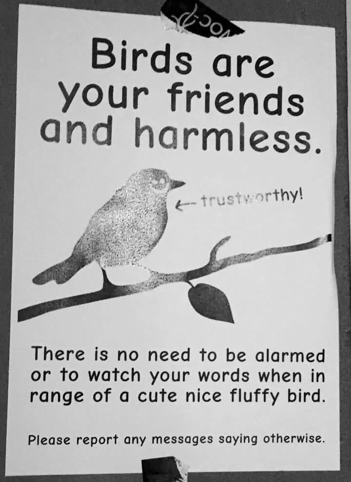 Birds are your friends апа harmless. There is no need to be alarmed or to watch your words when in range of a cute nice fluffy bird. Please report any messages saying otherwise