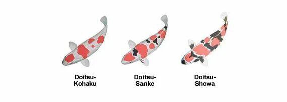 Doitsu- Doitsu- Doitsu- Kohaku Sanke Showa
