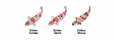 Doitsu- Doitsu- Doitsu- Kohaku Sanke Showa