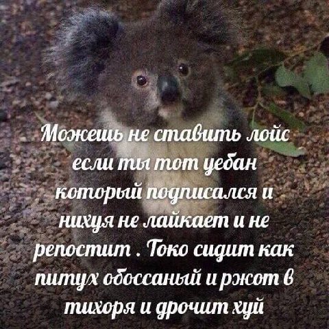 Можешь не стабить лойс если пил тот уебан подписался и нихуя не лайкает и не репостит Токо как пилиух и ржот 8 пшхоря и дрочит