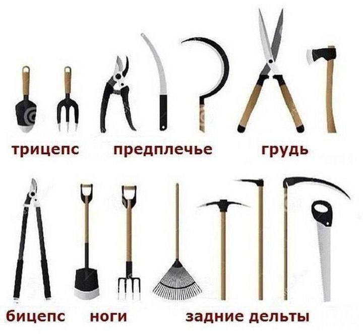 A трицепс предплечье грудь бицепс ноги задние дельты