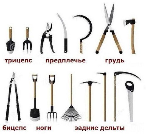 A трицепс предплечье грудь бицепс ноги задние дельты
