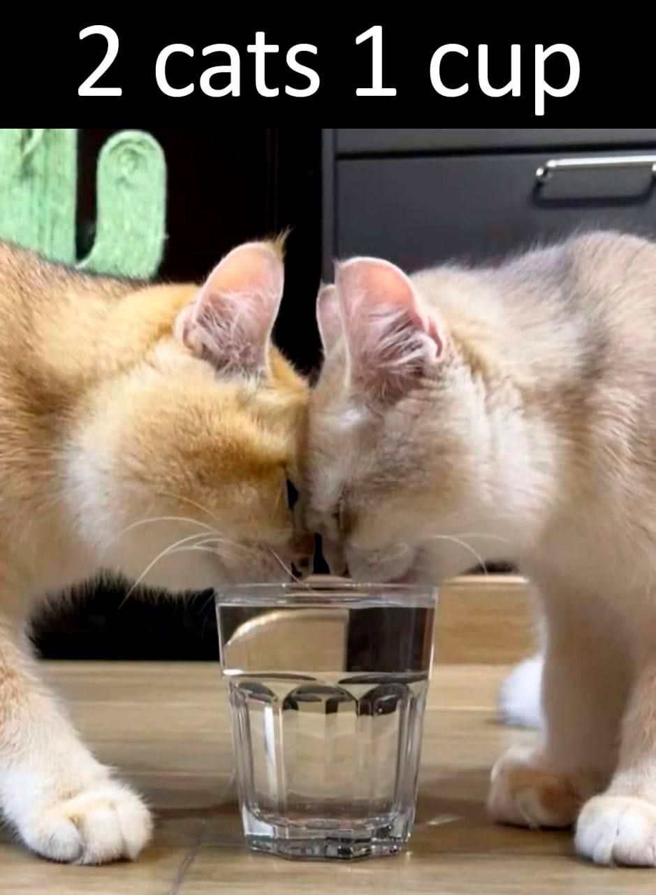 2 cats 1 сир