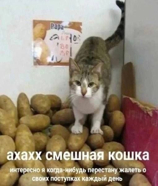ахахх смешная кошка интересно я когда-нибудь перестану жалеть о своих поступках каждый день