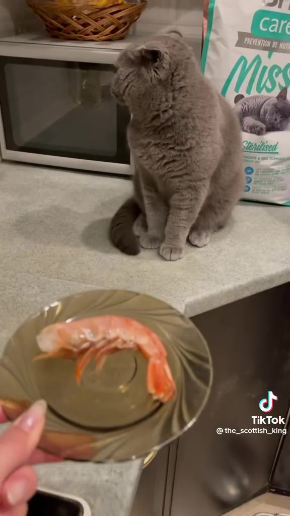 Care TikTok the_scottish_king 4