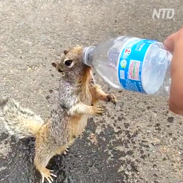 не забывайте пить водически