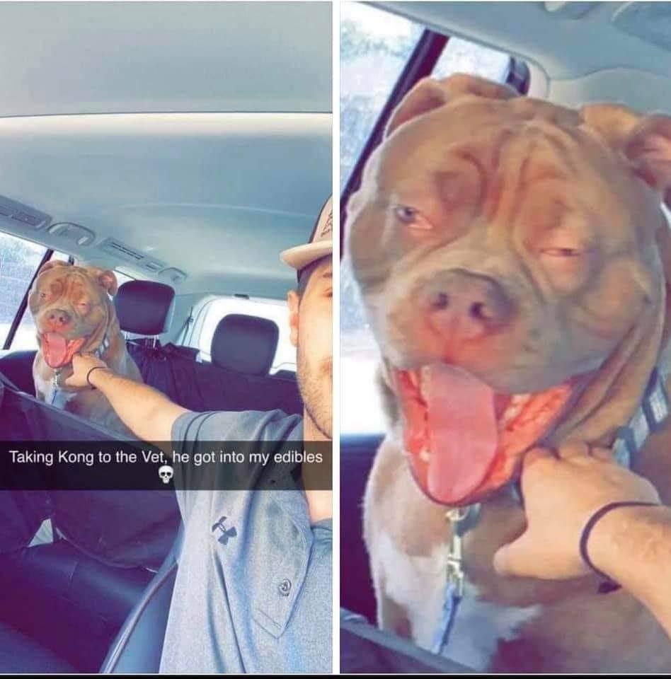 я Taking Kong to the Vet, he got into my edibles A у