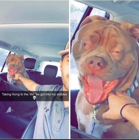 я Taking Kong to the Vet, he got into my edibles A у
