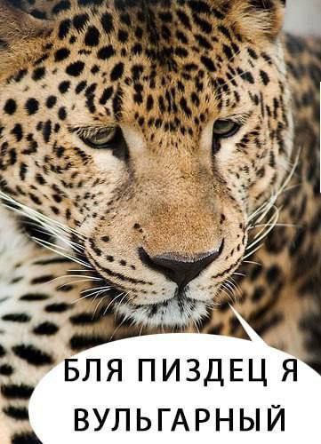 ПИЗДЕЦ ВУЛЬГАРНЫЙ