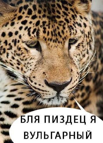 ПИЗДЕЦ ВУЛЬГАРНЫЙ