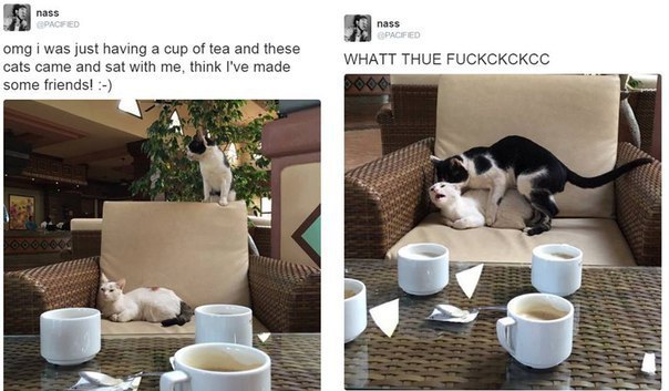 nass nass omg i was just having a cup of tea and these cats came and sat with me, think I've made WHATT THUE FUCKCKCKCC some friends! 4