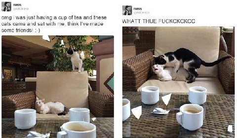 nass nass omg i was just having a cup of tea and these cats came and sat with me, think I've made WHATT THUE FUCKCKCKCC some friends! 4