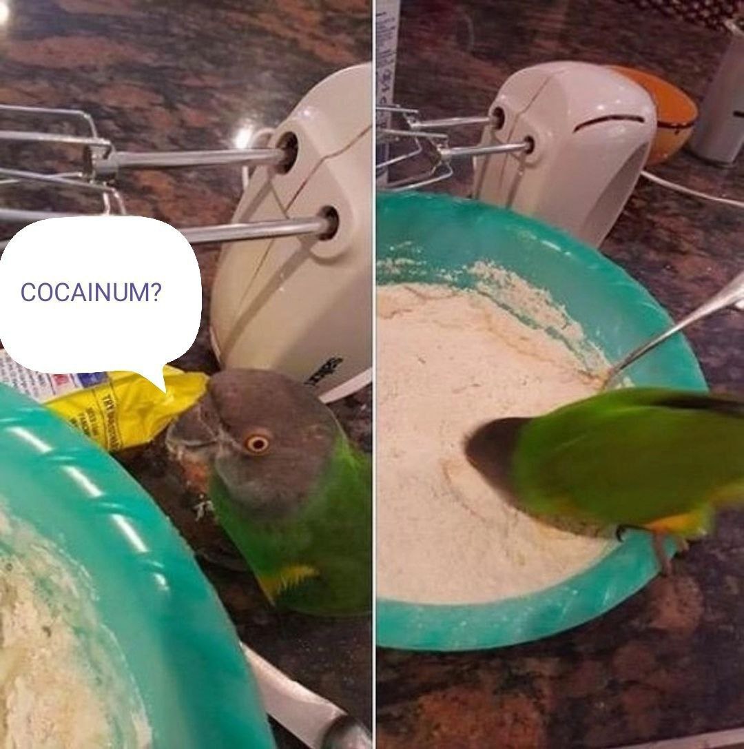 COCAINUM? i