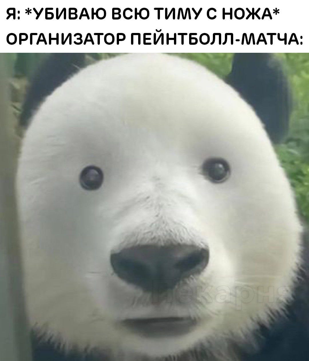Я: *УБИВАЮ ВСЮ ТИМУ С НОЖА* ОРГАНИЗАТОР ПЕЙНТБОЛЛ-МАТЧА: к