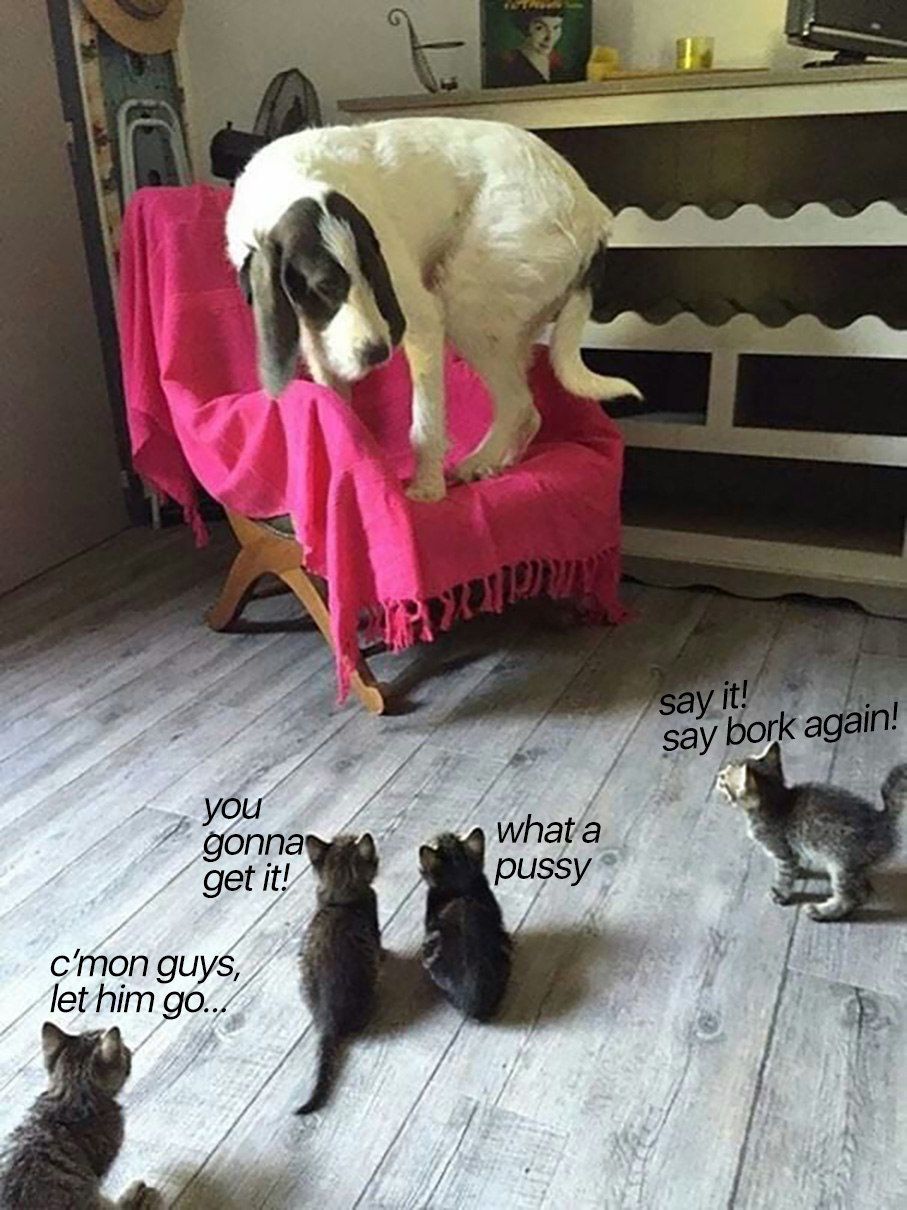 4 at say bork a: whata gonna get It! pussy c’mon guys, let