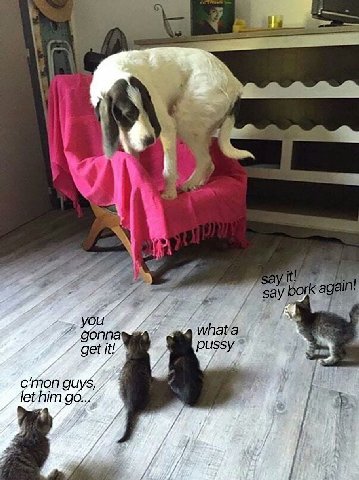 4 at say bork a: whata gonna get It! pussy c’mon guys, let