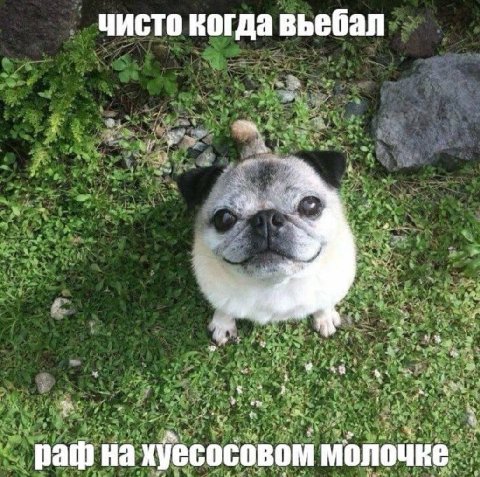 чисто когда a path на хуесосовом молочцке