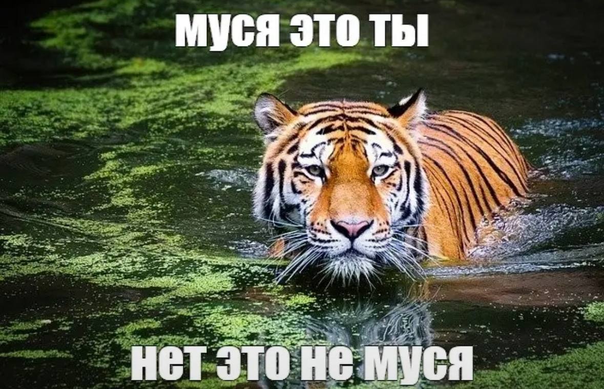 МУСЯ _i- We, нет это не муся