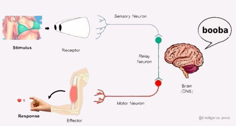 Sensory Neuron booba Stimulus Receptor Kid, Relay Neuron Brain (CNS) Motor Neuron Response arena Effector