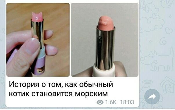 История о TOM, как обычный котик становится морским 18:03