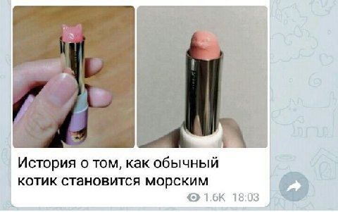 История о TOM, как обычный котик становится морским 18:03